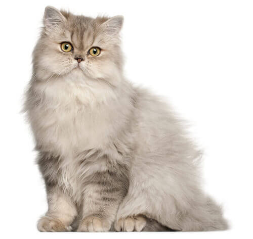 Persian Long Hair Cat Breed Information | Purina
